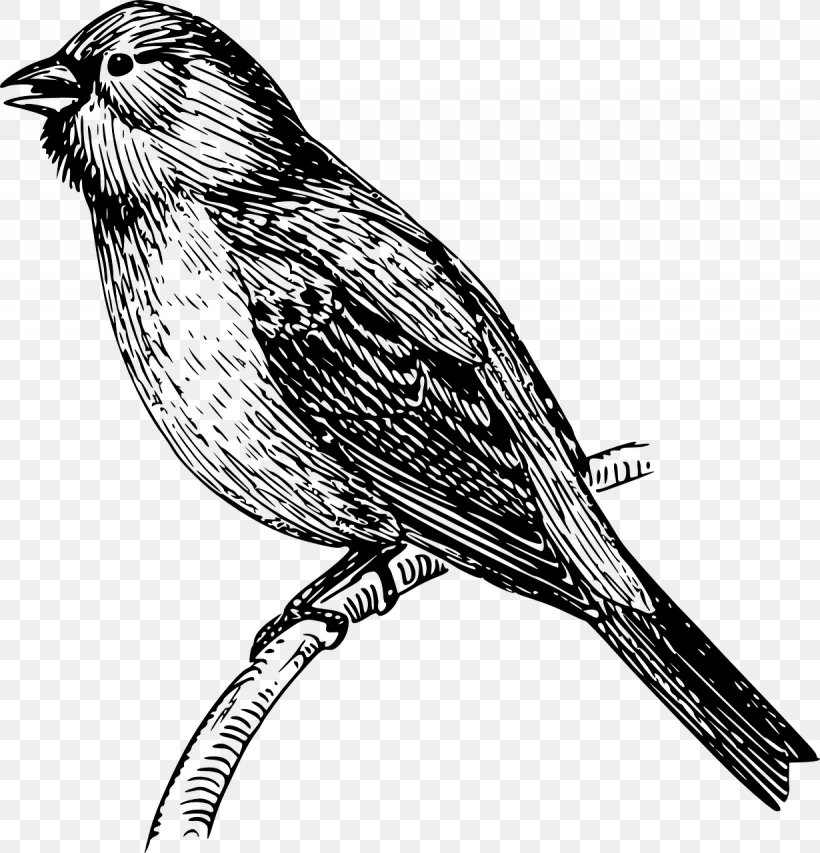 Mockingbird Vector Graphics Drawing Clip Art, PNG, 1230x1280px, Mockingbird, Atlantic Canary, Beak, Bird, Canary Download Free