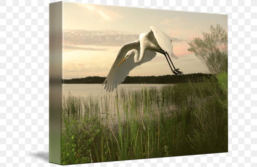 Bird Heron Great Egret Beak, PNG, 650x533px, Bird, Animal, Art, Beak, Ciconiiformes Download Free