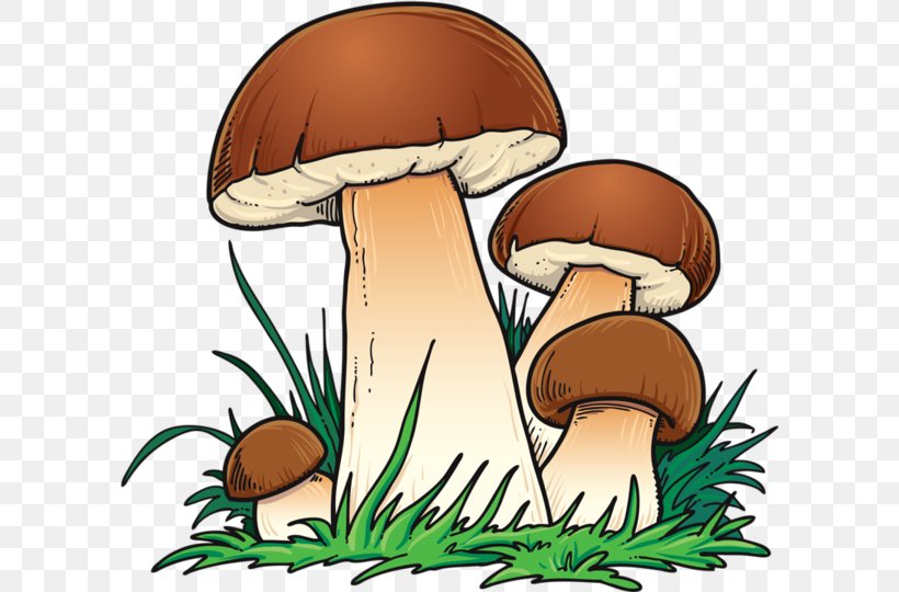 Clip Art Vector Graphics Mushroom Design Image, PNG, 600x540px, Mushroom, Cartoon, Edible Mushroom, Food, Fungus Download Free