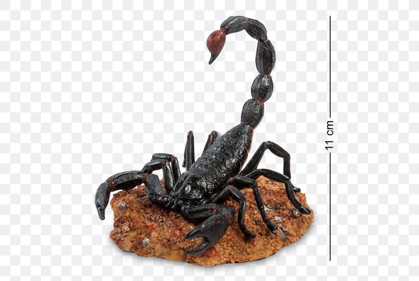 Emperor Scorpion Arachnid Animal Shutterstock, PNG, 500x550px, Scorpion, Animal, Arachnid, Arthropod, Emperor Scorpion Download Free