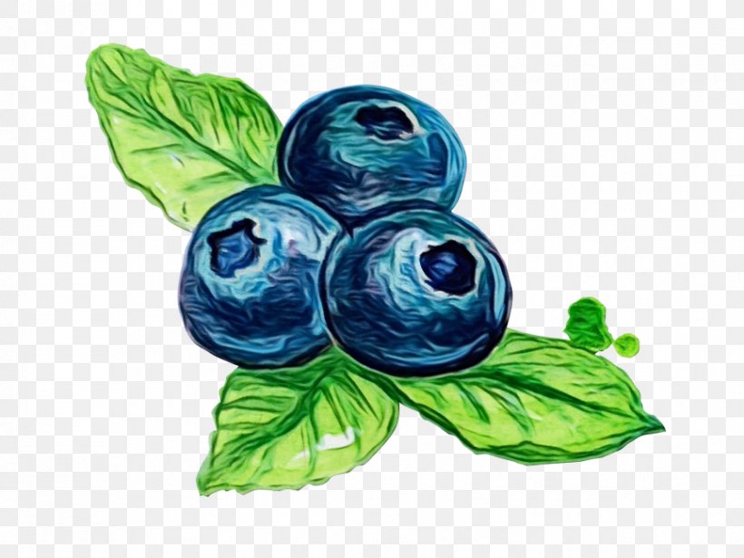 Leaf Blue Plant Berry Bilberry, PNG, 866x650px, Watercolor, Berry, Bilberry, Blue, Blueberry Download Free