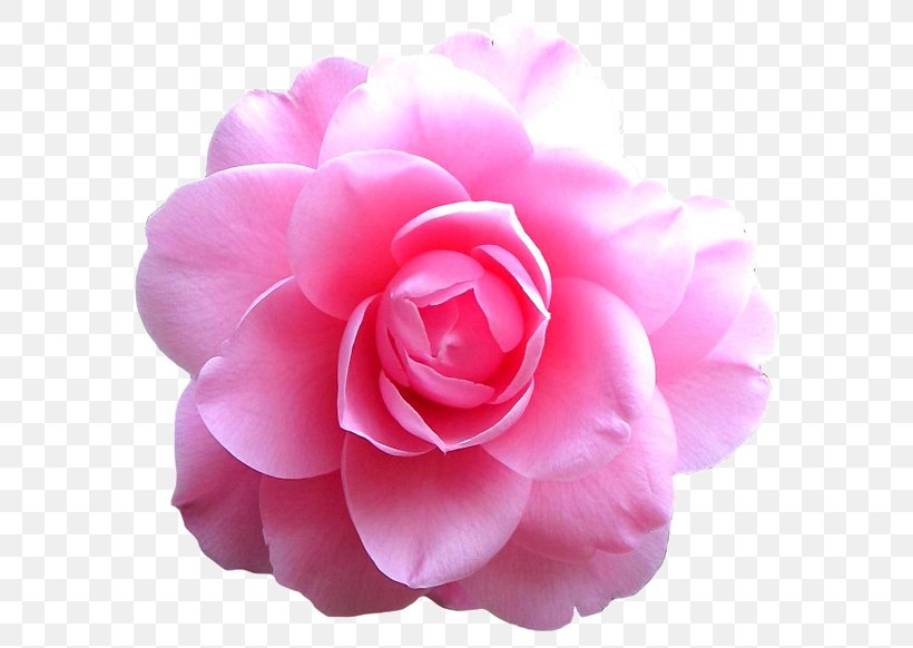 Pink Flowers Rose, PNG, 600x582px, Flower, Begonia, Camellia, Cut Flowers, Floribunda Download Free