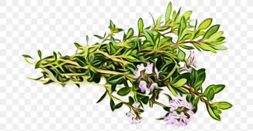 Rosemary, PNG, 700x424px, Watercolor, Branch, Breckland Thyme, Flower, Flowering Plant Download Free