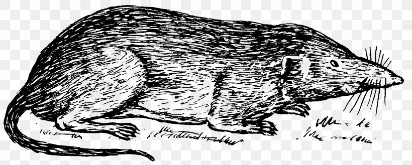 Whiskers Canidae Rat Shrew Clip Art, PNG, 2127x854px, Whiskers, Animal, Bear, Beaver, Blackandwhite Download Free