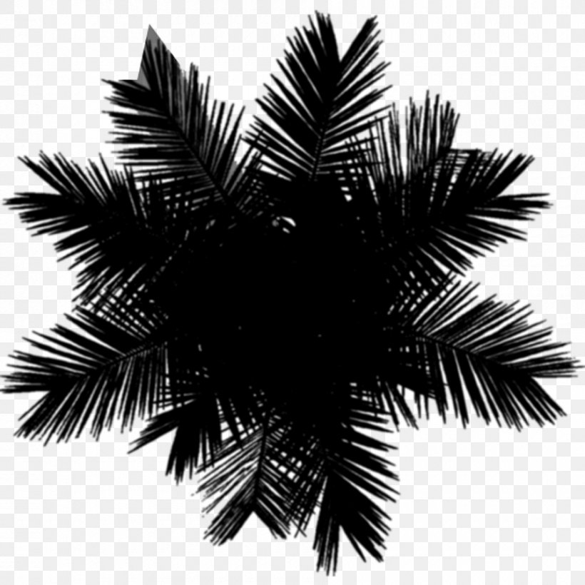 Asian Palmyra Palm Black & White, PNG, 900x900px, Asian Palmyra Palm, Arecales, Attalea Speciosa, Black White M, Blackandwhite Download Free