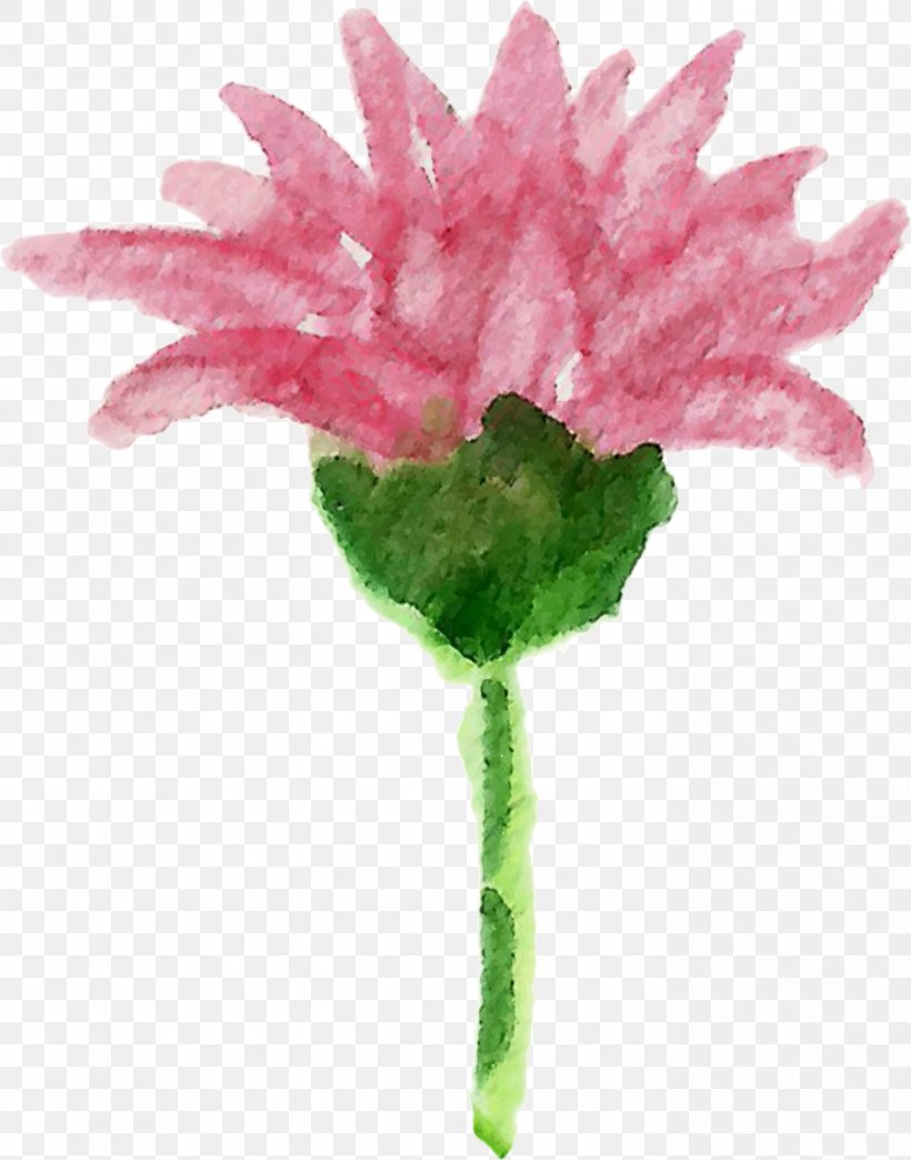 Carnation Cut Flowers Plant Stem Pink M Petal, PNG, 1397x1780px, Carnation, Cut Flowers, Flower, Flowering Plant, Herbaceous Plant Download Free