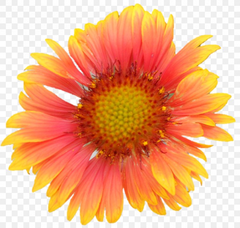 Common Daisy Gerbera Jamesonii Clip Art, PNG, 900x857px, Common Daisy, Annual Plant, Aster, Blanket Flowers, Chamomile Download Free