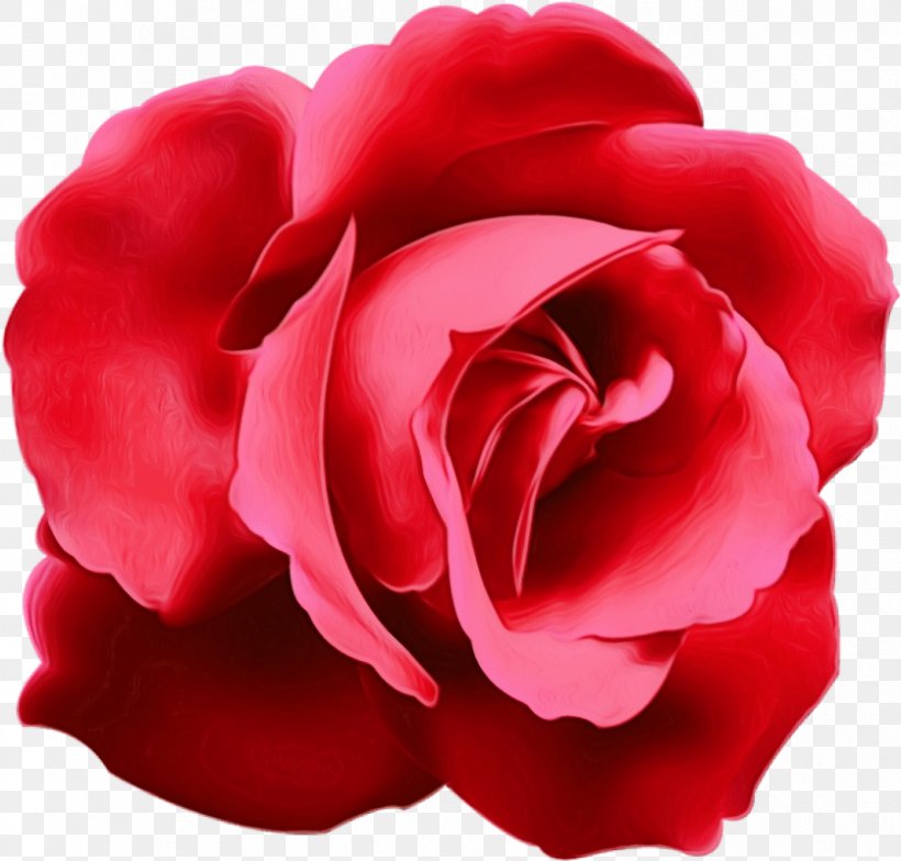 Garden Roses, PNG, 837x801px, Watercolor, Floribunda, Flower, Garden Roses, Hybrid Tea Rose Download Free