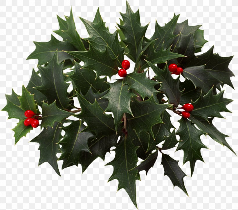 Holly Clip Art, PNG, 2093x1849px, Holly, Aquifoliaceae, Aquifoliales, Christmas, Christmas Decoration Download Free