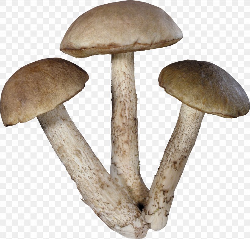 Mushroom Clip Art, PNG, 3614x3457px, Mushroom, Dots Per Inch, Edible Mushroom, Fungus, Image Resolution Download Free