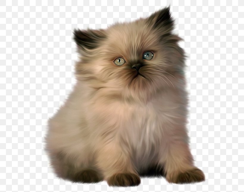 Persian Cat Ragdoll Bengal Cat Kitten, PNG, 600x644px, Persian Cat, Asian Semi Longhair, Bengal Cat, Birman, Black Cat Download Free