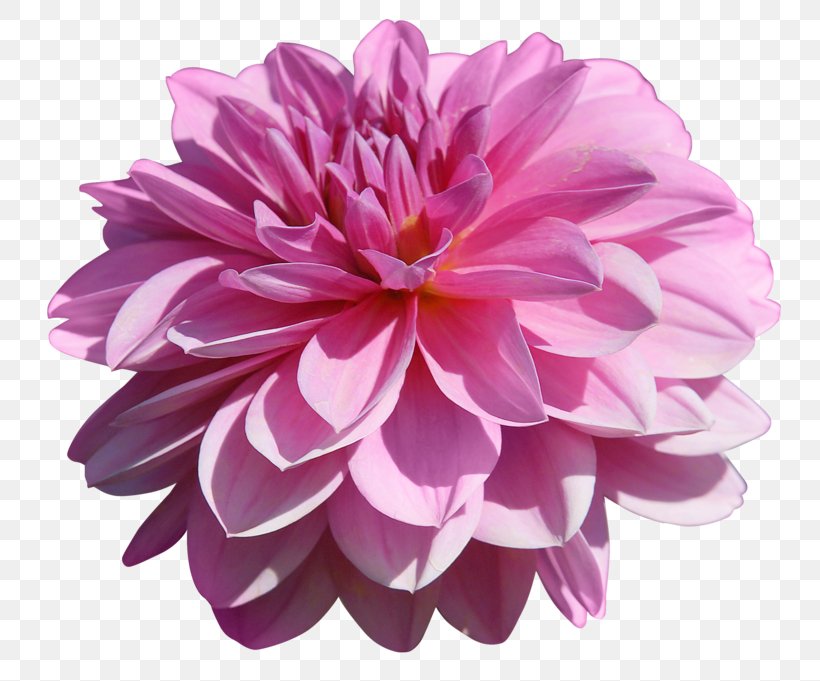 Petal Cut Flowers Clip Art Image, PNG, 800x681px, Petal, Art, Chrysanthemum, Chrysanths, Cut Flowers Download Free
