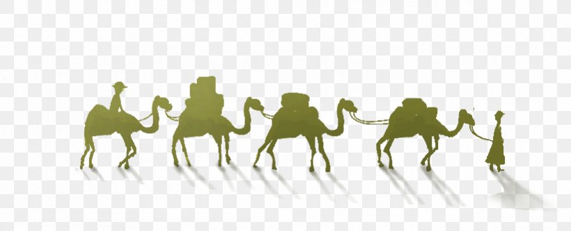 Camel One Belt One Road Initiative Maritime Silk Road Horse, PNG, 821x334px, Camel, Animal, Brand, Camel Like Mammal, Grass Download Free