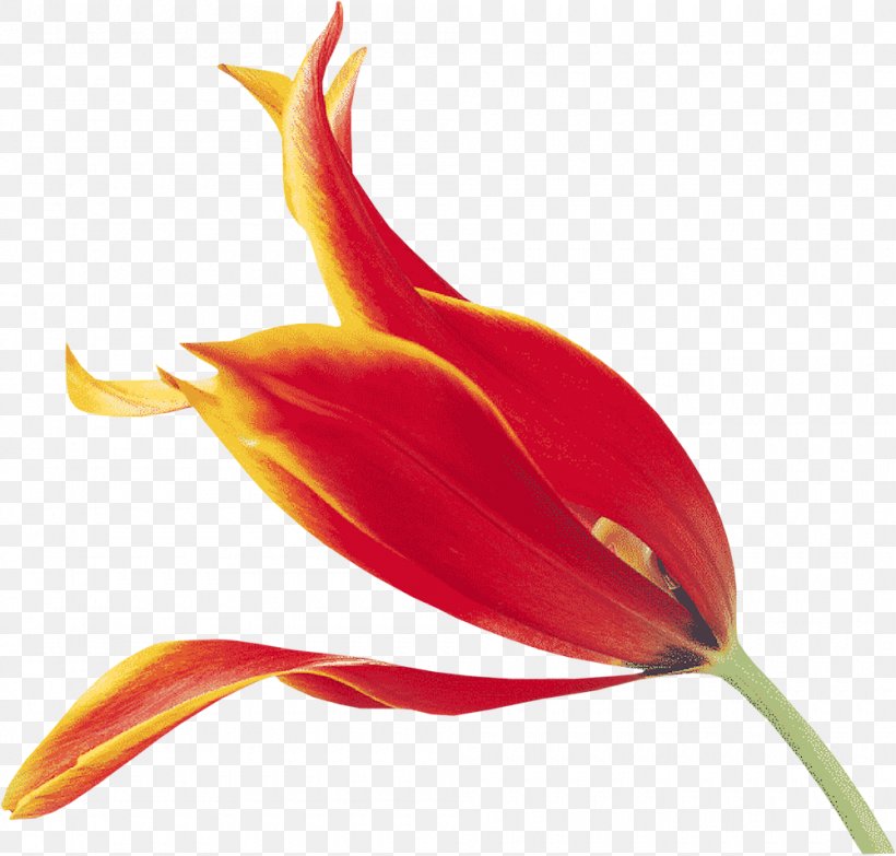Flower Fototapet Tulip Neural Organization Clip Art, PNG, 1000x955px, Flower, Bud, Close Up, Drawing, Flowering Plant Download Free