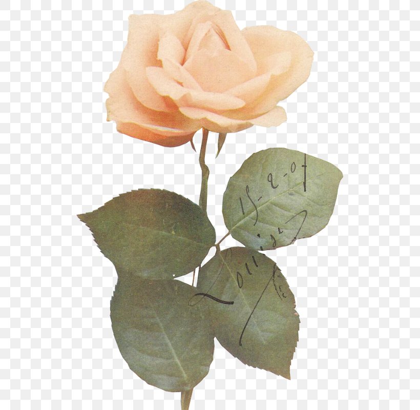 Garden Roses Cabbage Rose Leaf Petal Plant Stem, PNG, 521x800px, Garden Roses, Cabbage Rose, Cut Flowers, Flower, Flowering Plant Download Free