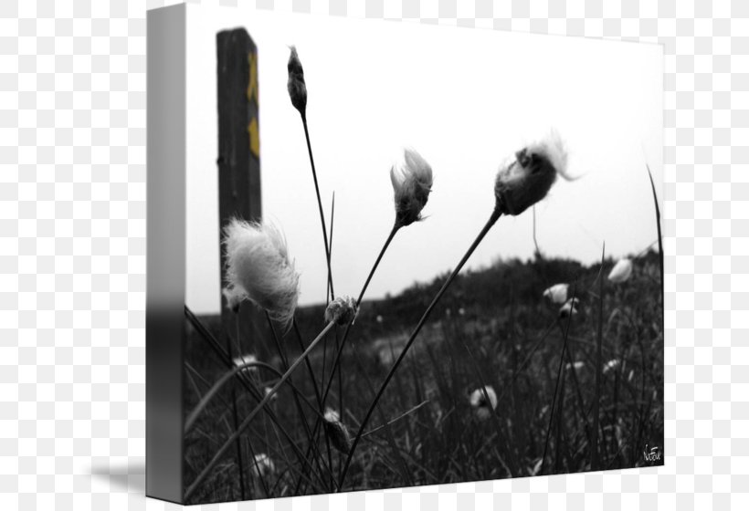 Picture Frames Flower White, PNG, 650x560px, Picture Frames, Black And White, Flora, Flower, Grass Download Free