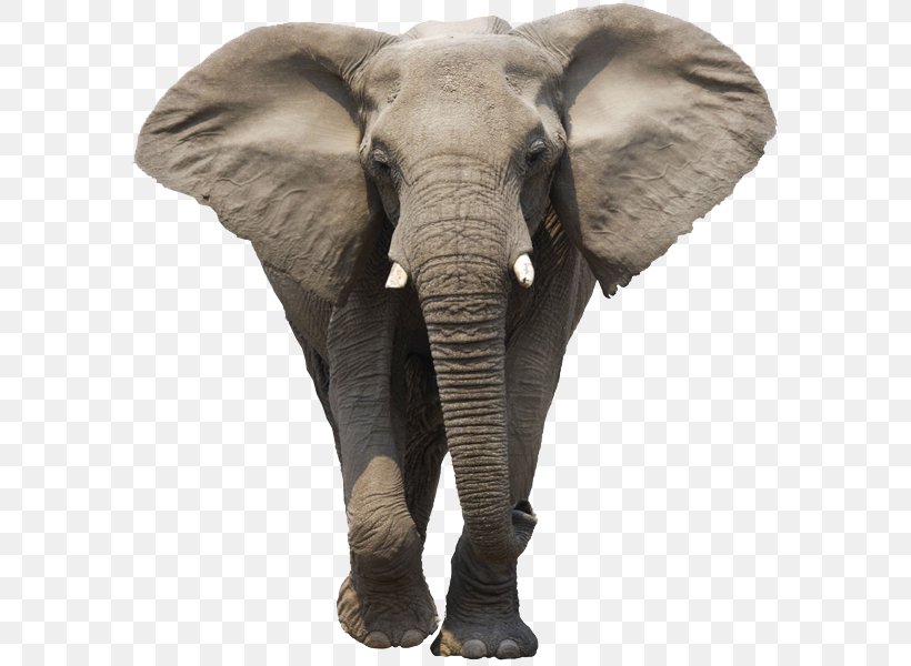 African Elephant, PNG, 600x600px, African Bush Elephant, African Elephant, Animal, Asian Elephant, Big Game Hunting Download Free