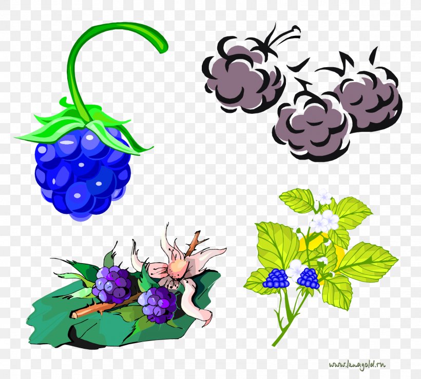 Blackberry Clip Art Floral Design Berries, PNG, 1571x1416px, Blackberry, Art, Artwork, Berries, Cut Flowers Download Free