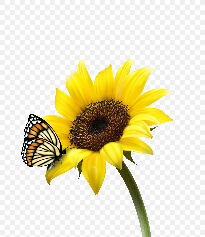 Common Sunflower Download Wallpaper, PNG, 800x949px, Common Sunflower, Bee, Daisy, Daisy Family, Display Resolution Download Free