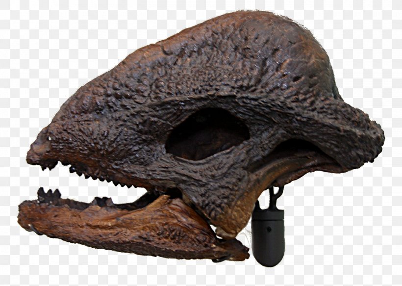 Dinosaur Museum Stegoceras Pachycephalosaurus Late Cretaceous Skull, PNG, 1440x1024px, Dinosaur Museum, Arsinoitherium Zitteli, Bipedalism, Cretaceous, Dinosaur Download Free