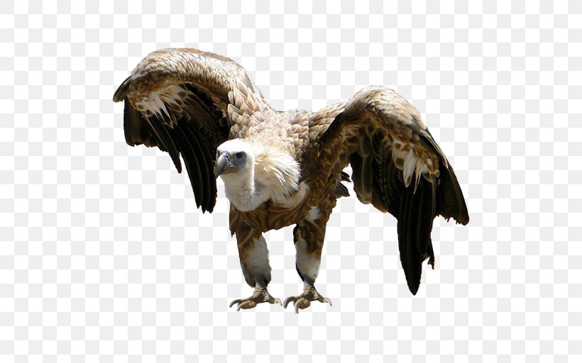 Eagle Vulture Beak Feather Wildlife, PNG, 512x512px, Eagle, Accipitriformes, Animal, Beak, Bird Download Free