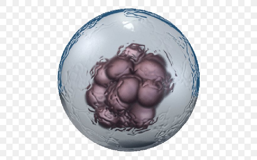 Embryonic Stem Cell Cell Type Adult Stem Cell, PNG, 512x512px, Stem Cell, Adult Stem Cell, Apoptosis, Biolegend, Cell Download Free