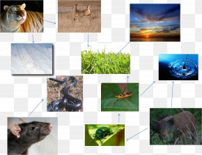Moose Siberian Tiger Food Web Food Chain, PNG, 1877x960px, Moose, Amur