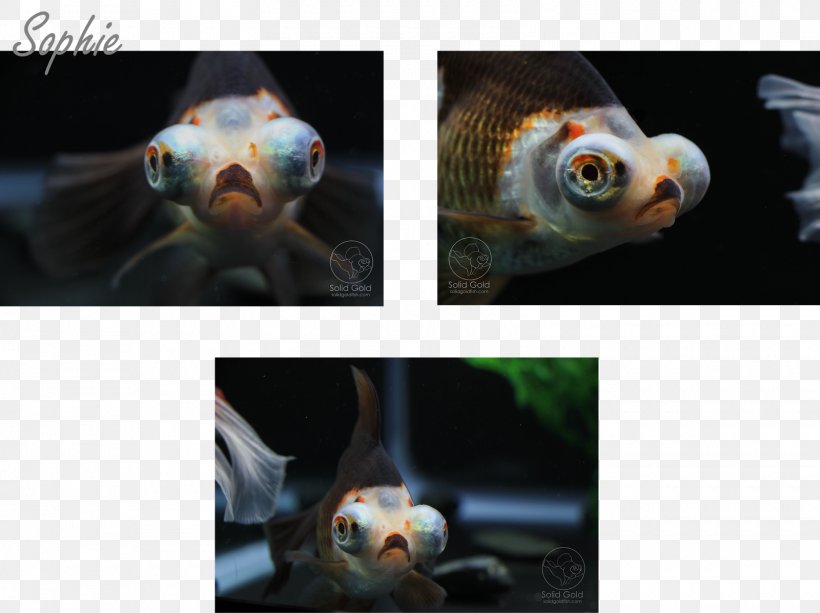 Oranda Pet Solid Gold Aquatics Fish, PNG, 1600x1198px, Oranda, Butterfly, Computer, Fish, Goldfish Download Free