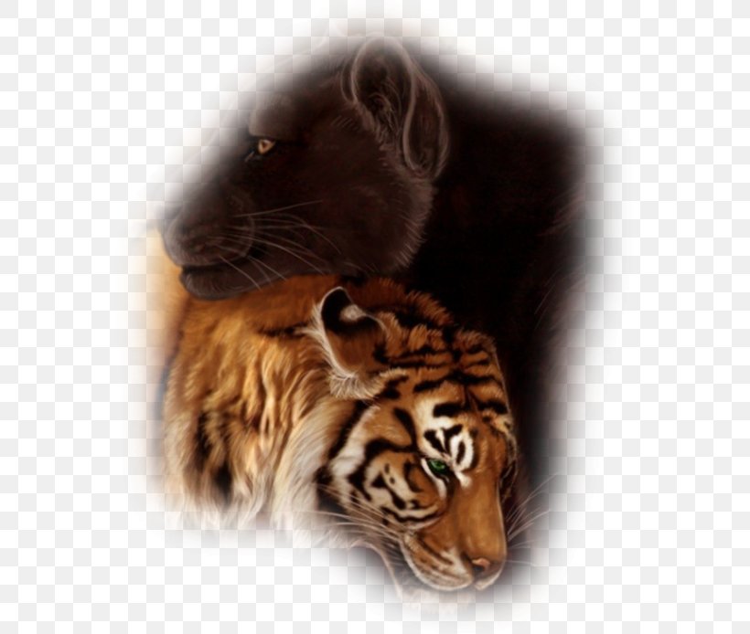Tiger Cat Art Whiskers Desktop Wallpaper, PNG, 569x694px, Tiger, Animal, Art, Artist, Big Cat Download Free