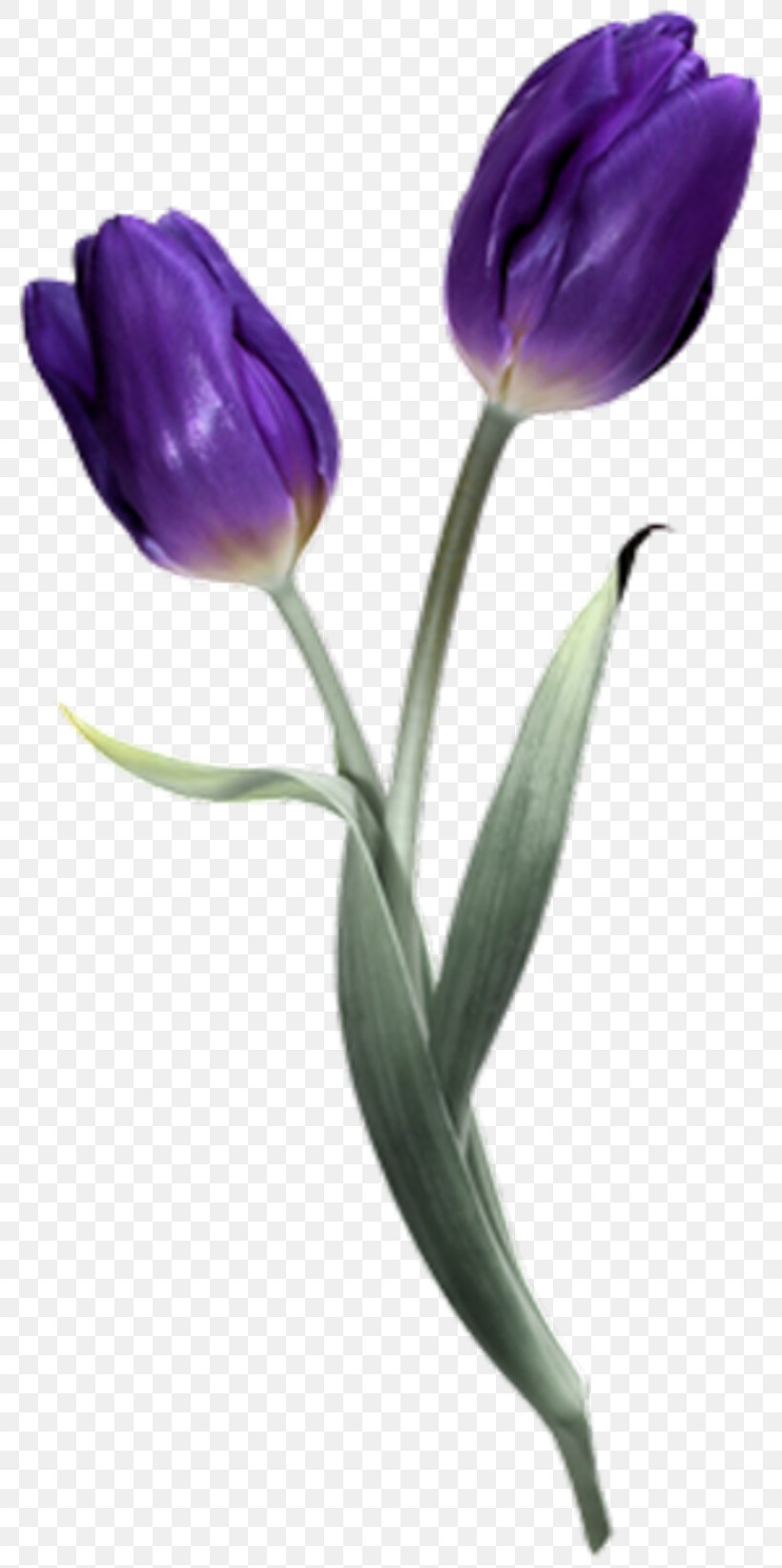 Tulip Flower PhotoScape PaintShop Pro, PNG, 800x1643px, Tulip, Blog, Blume, Common Sunflower, Cut Flowers Download Free