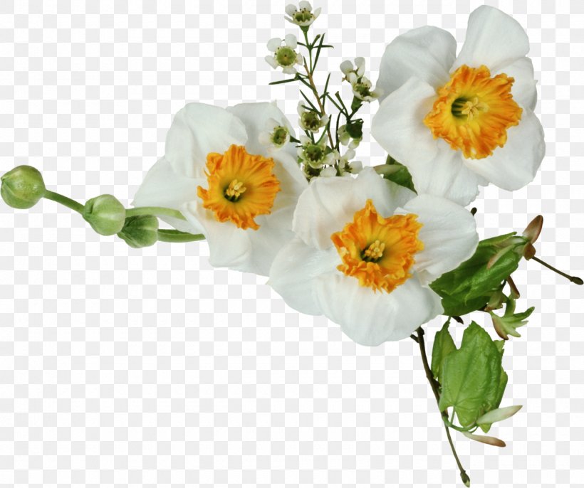 Clip Art, PNG, 1280x1072px, Daffodil, Cut Flowers, Digital Image, Flower, Flowering Plant Download Free