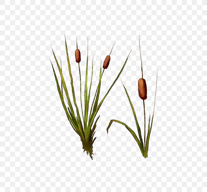 Flowering Plant Plant Grass Flower Bulrush, PNG, 472x760px, Watercolor, Bulrush, Flower, Flowering Plant, Grass Download Free