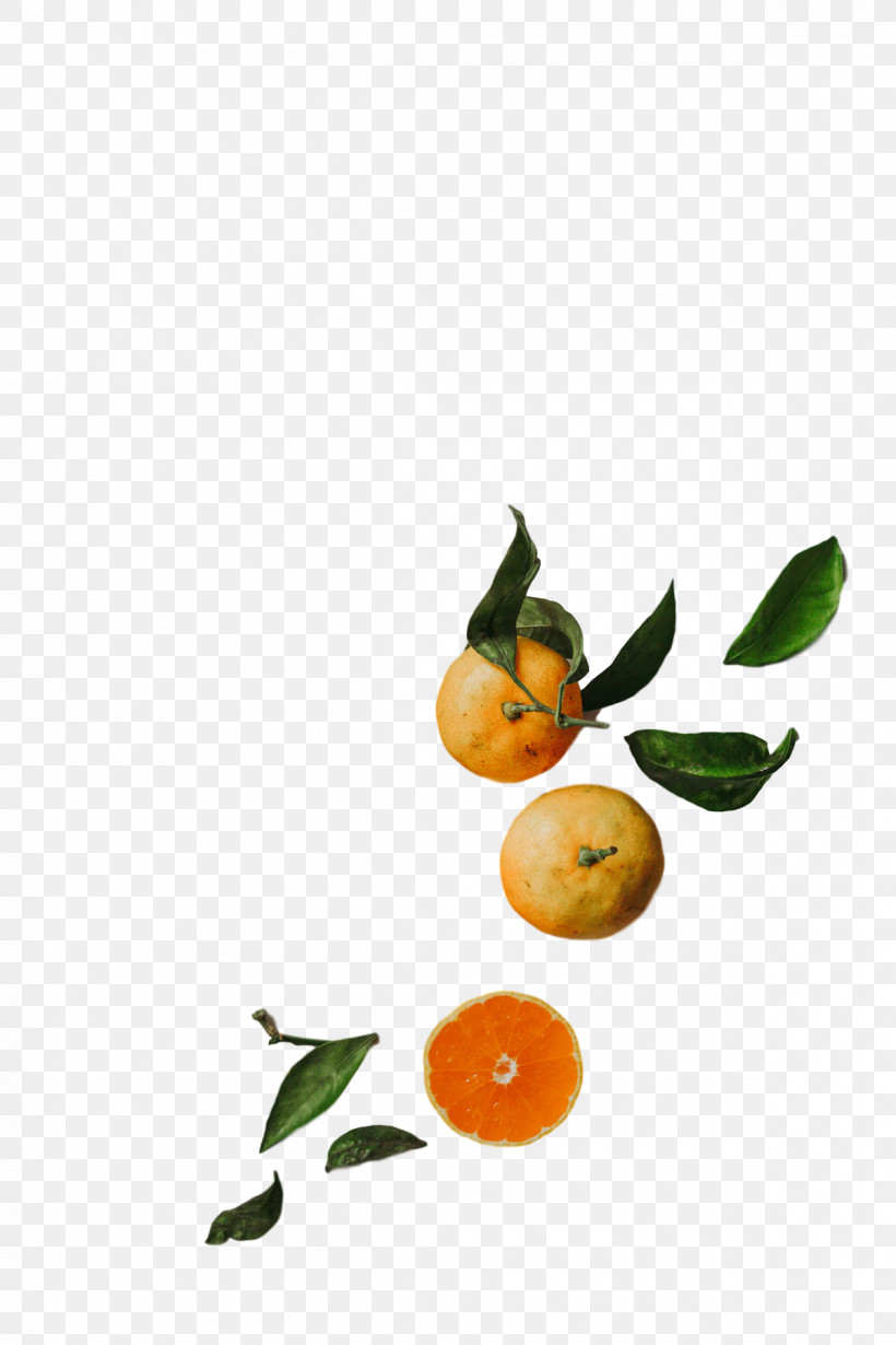 Orange, PNG, 1200x1800px, Bitter Orange, Calamansi, Natural Foods, Orange, Rangpur Download Free