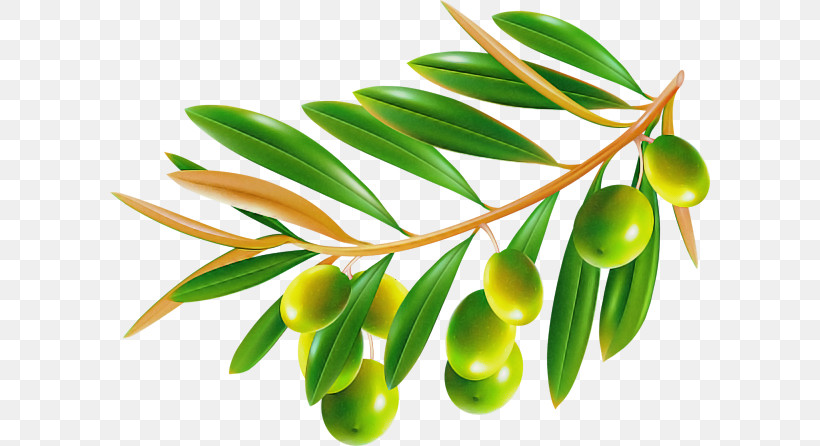 Plant Leaf Flower Tree Olive, PNG, 600x446px, Plant, Branch, Flower, Fruit, Leaf Download Free