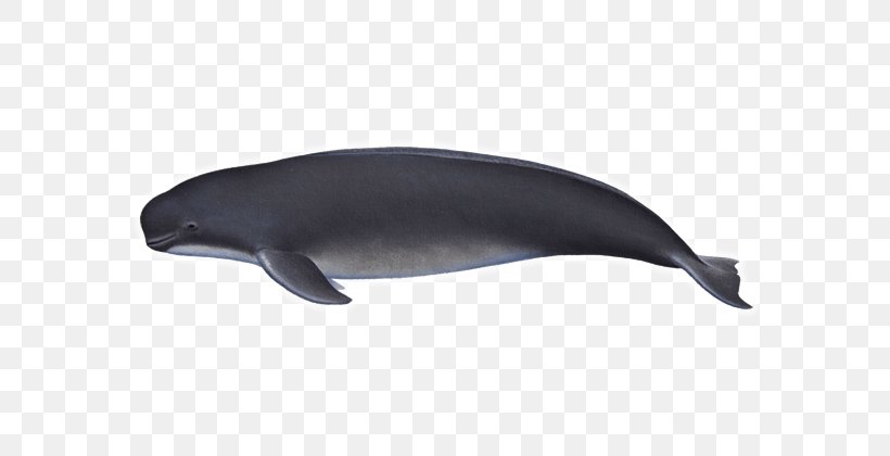 Tucuxi Common Bottlenose Dolphin Porpoise Cetaceans, PNG, 600x420px, Tucuxi, Bottlenose Dolphin, Cetaceans, Common Bottlenose Dolphin, Dolphin Download Free