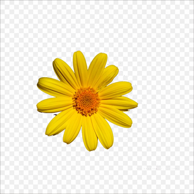 Chrysanthemum Oxeye Daisy, PNG, 1773x1773px, Chrysanthemum, Argyranthemum Frutescens, Calendula, Cartoon, Chrysanths Download Free