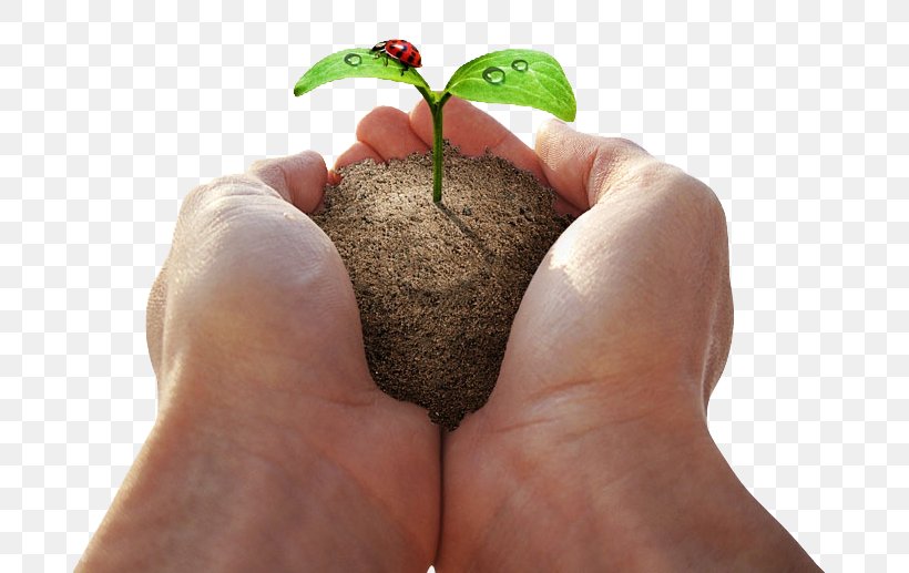 Download Plant Seed, PNG, 737x517px, Plant, Finger, Fruit, Green, Hand Download Free