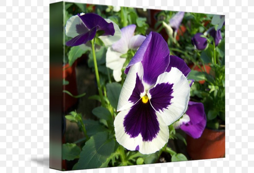 Violet Pansy Flowering Plant, PNG, 650x560px, Violet, Family, Flora, Flower, Flowering Plant Download Free