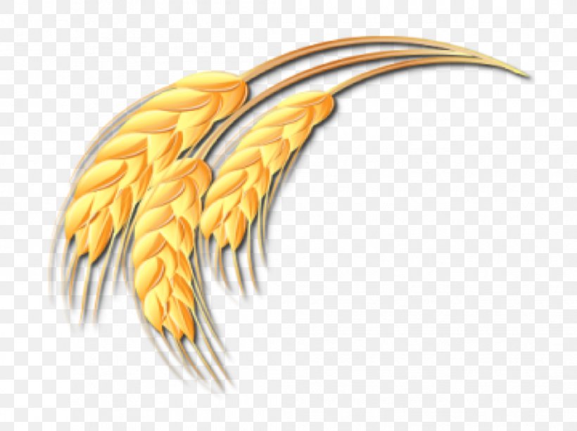 Wheat Ear Drawing Clip Art, PNG, 1044x781px, Wheat, Beak, Branch, Commodity, Drawing Download Free