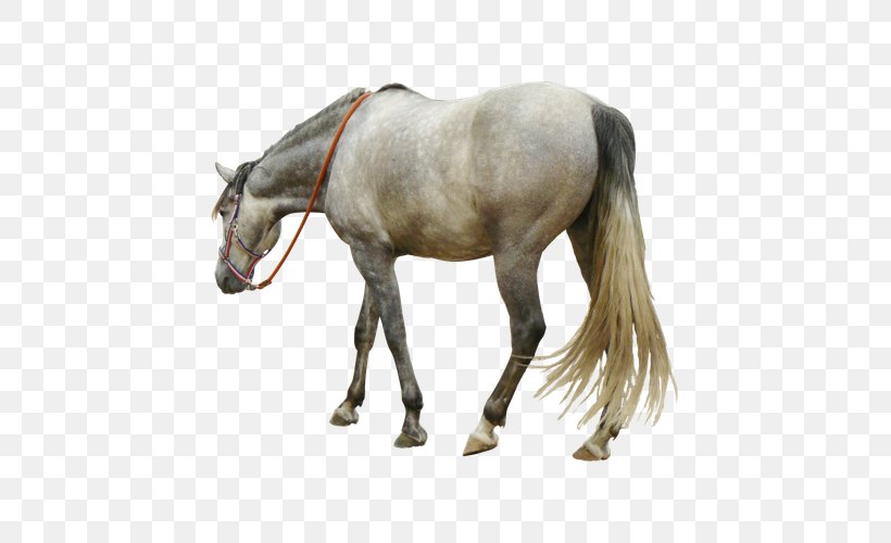 Andalusian Horse Arabian Horse Mustang American Quarter Horse, PNG, 600x500px, Andalusian Horse, American Quarter Horse, Arabian Horse, Bit, Bridle Download Free