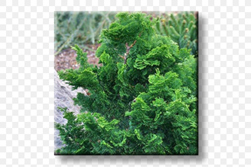 Arborvitae Evergreen Oriental Arbor-vitae Shrub Fir, PNG, 600x548px, Arborvitae, Biome, Conifer, Conifers, Cypress Download Free