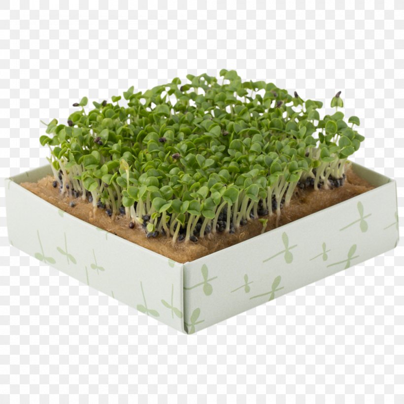 Herb Flowerpot Rectangle, PNG, 1000x1000px, Herb, Flowerpot, Grass, Plant, Rectangle Download Free