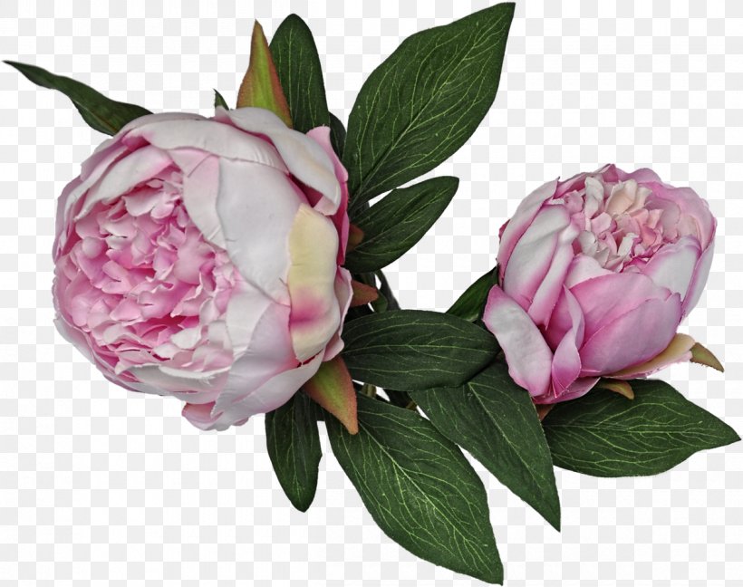 Peony Cut Flowers Plant Yaban, PNG, 1200x949px, Peony, Advertising, Centifolia Roses, Cut Flowers, Denizbank Download Free