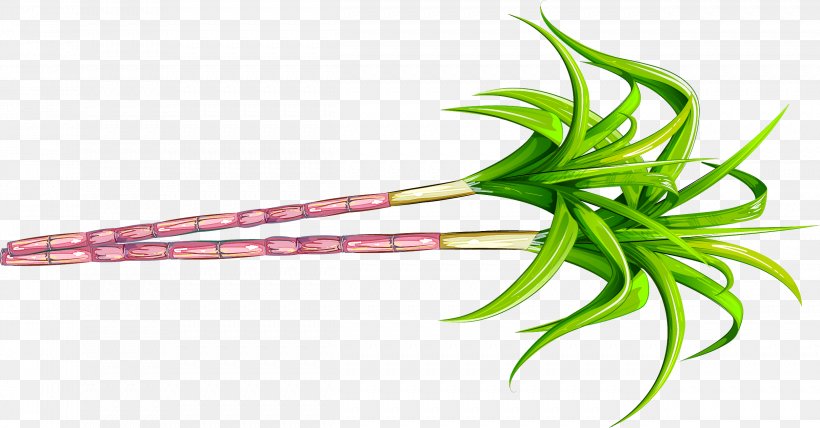 Plant Pink Flower Vegetable Plant Stem, PNG, 2501x1306px, Plant, Flower, Pink, Plant Stem, Vegetable Download Free