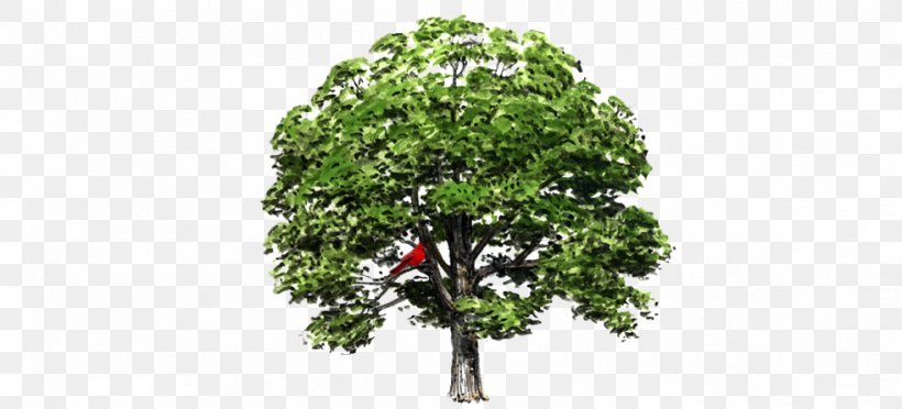 White Oak State Tree Iowa, PNG, 982x446px, White Oak, Branch, Houseplant, Illinois, Iowa Download Free