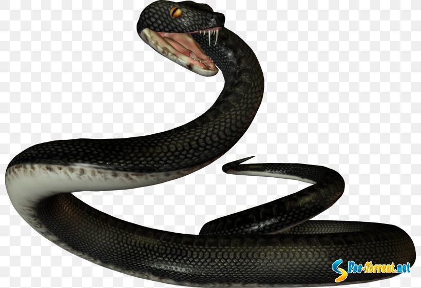 Snake Reptile Clip Art, PNG, 800x562px, Snake, Data, Data Compression, Elapidae, Kingsnake Download Free