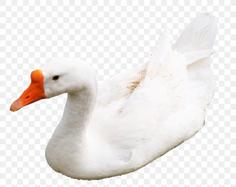 Duck Domestic Goose Cygnini Greylag Goose, PNG, 1097x867px, Duck, Beak, Bird, Cygnini, Domestic Goose Download Free