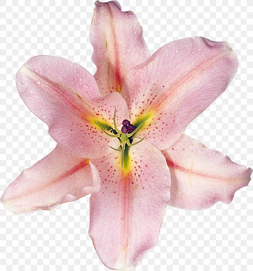 Lilium Cut Flowers Daylily, PNG, 906x973px, Lilium, Color, Cut Flowers, Daylily, Flower Download Free