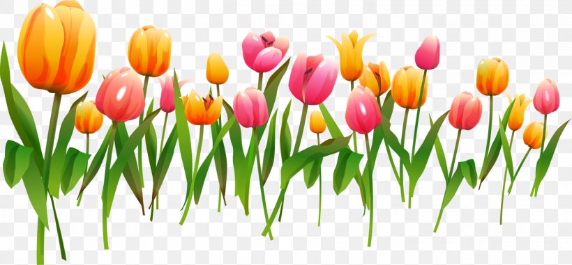 Tulip Vector Graphics Clip Art Picture Frames Floral Design, PNG, 1407x654px, Tulip, Bud, Collage Picture Frame, Cut Flowers, Floral Design Download Free