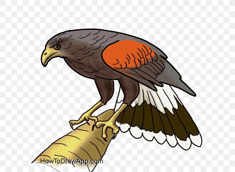 Bald Eagle Hawk Drawing, PNG, 600x600px, Bald Eagle, Accipitriformes, Accipitrinae, Beak, Bird Download Free